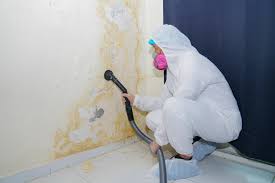 Why You Should Choose Our Mold Remediation Services in Waterloo, IA